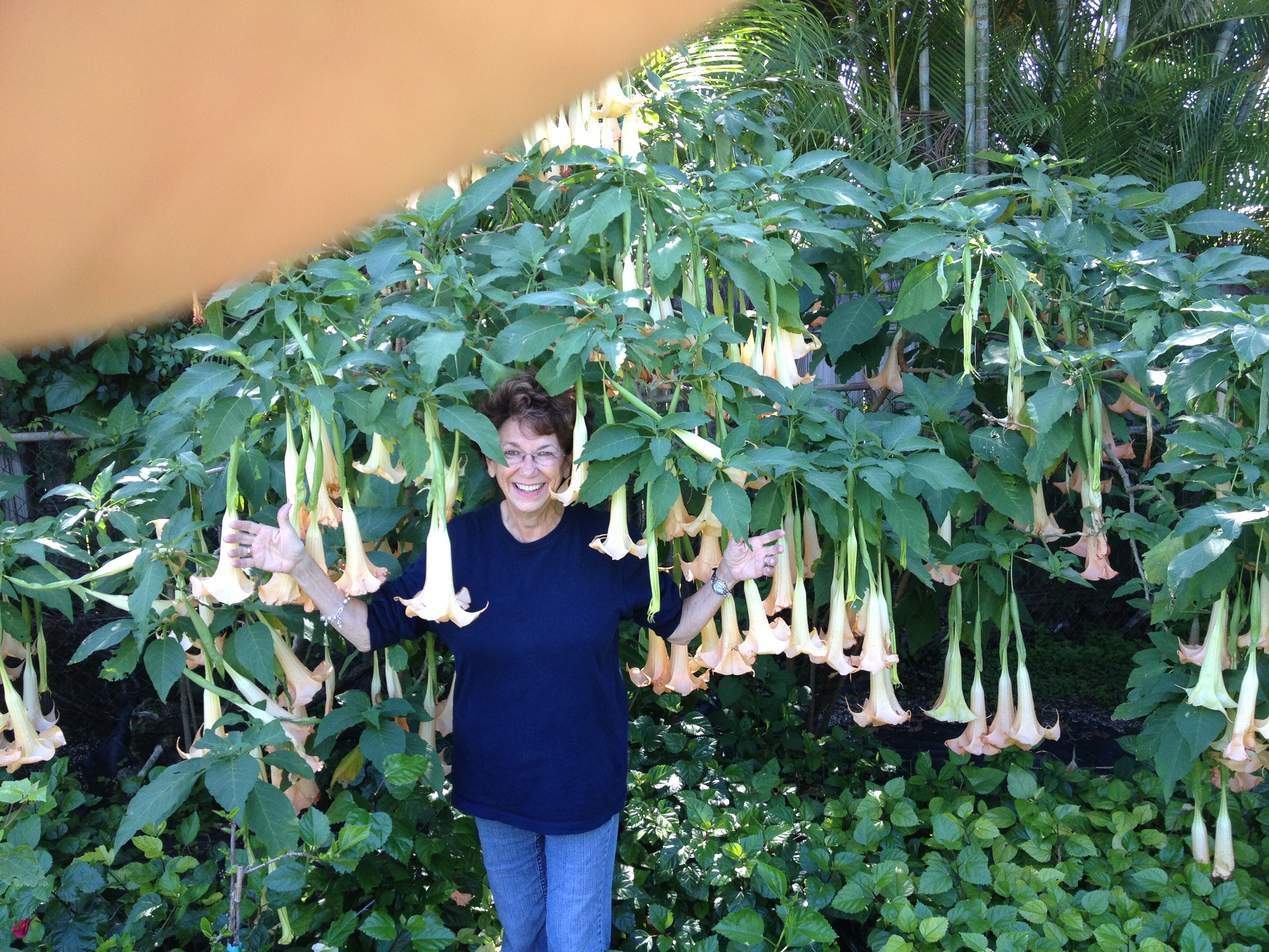 ANGELTrumpet narcotic smell